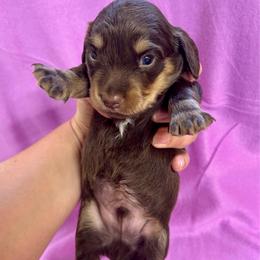 Lilly's Male 1 - Chocolate and cream male Dachshund puppy in Rattan, Oklahoma from Burgett’s Barnyard Dachshunds