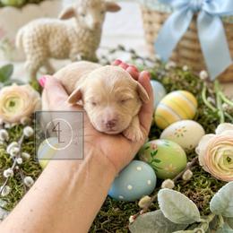 Boone - CKC Registered :: Red - Cream male Dachshund puppy in Erick, Oklahoma from 4-L Backyard Dach