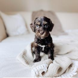 Newport - Chocolate male Australian Labradoodle puppy in Syracuse, Indiana from The Doodle Cove