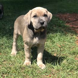 Cane Corso and Lowchen Puppies from High Royal Kennel