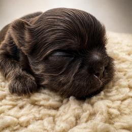 Bourbon - Liver male Shih Tzu puppy in Fairland, Indiana from Divine Shih Tzu of Fairland
