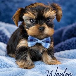 Waylon - Black and tan male Yorkshire Terrier puppy in Jacksonville, Florida from The Yorkie Shack