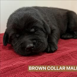 Brown Collar Male - Black male Labrador Retriever puppy in Tacoma, Washington from Triple H Farm