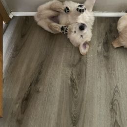 Golden Retriever Puppies from Mia Ragazza Golden Retrievers