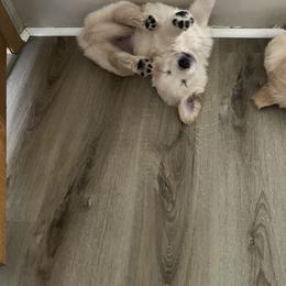 Golden Retriever Puppies from Mia Ragazza Golden Retrievers