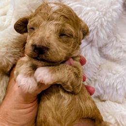 Camille - Cream female Poodle puppy in Utica, Ohio from Poodle Me Crazy