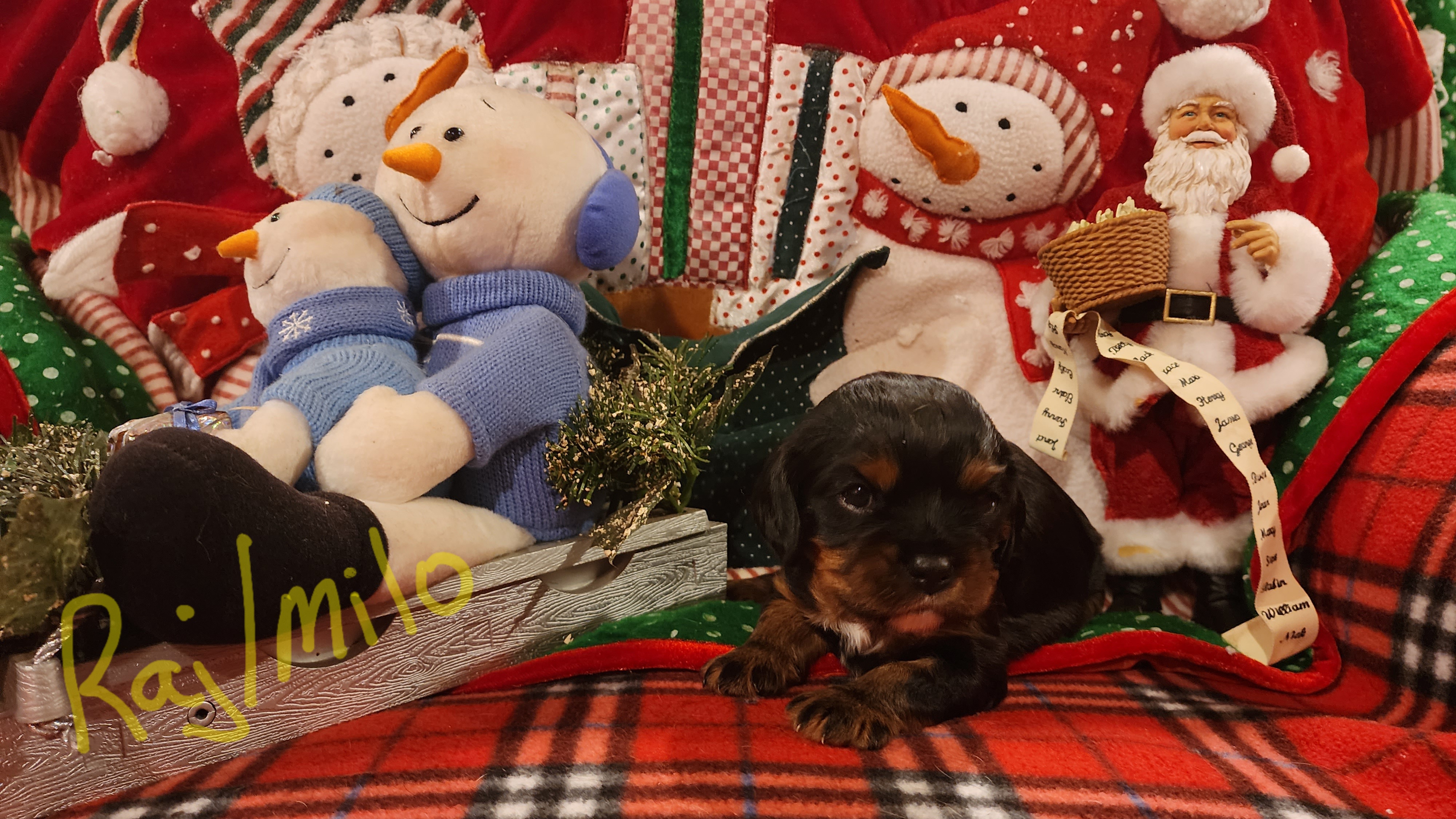 Rajesh/Milo - Tri-color Cavalier King Charles Spaniel puppy in Horseheads, New York from Cory's Cavaliers