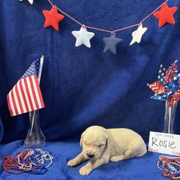 Golden Retriever Puppies from R & K Golden Acres LLC
