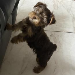 Penny AKC - Chocolate and tan female Yorkshire Terrier puppy in Labelle, Florida from Chocolate and Parti Yorkies in Florida