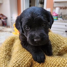 Labrador Retriever Puppies from Persimmon Hill Labrador Retrievers