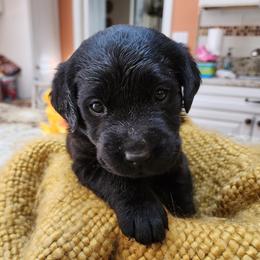 Labrador Retriever Puppies from Persimmon Hill Labrador Retrievers