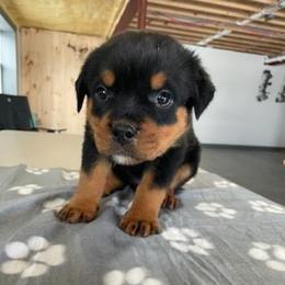Female 1 Grey - Black and rust female Rottweiler puppy in Aspers, Pennsylvania from Vom Uberlegenen Rottweilers