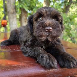 Harry Imported Champion Lines - Liver male Miniature Schnauzer puppy in Saratoga Springs, Utah from Happy Beard Schnauzers