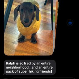 Dachshund Puppies from Army of Dachshunds