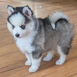 BxE g1 - Black and white female Pomsky puppy in Charlotte, Michigan from Moore Pomskies