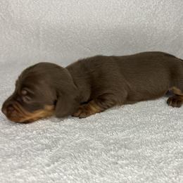 Wilma - Chocolate and tan female Dachshund puppy in Mocksville, North Carolina from The Dachs of Hazzard Dachshunds