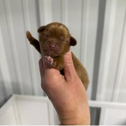 4 - Red male Australian Labradoodle puppy in Calhoun, Louisiana from Arrowhead Australian Labradoodles