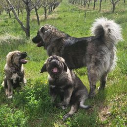 Caucasian Shepherd Dogs from Elane's Caucasian Shepherd Dogs