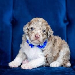 Aussiedoodle Puppies from Dani's Dandy Doodles