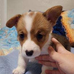 Comet - Red male Pembroke Welsh Corgi puppy in Palm Bay, Florida from Space Coast Corgi