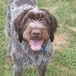Addy - Wirehaired Pointing Griffon