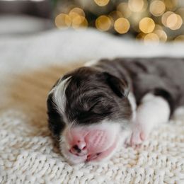 Snowberry - Blue merle Bernedoodle puppy in Grants Pass, Oregon from Royal Empire Bernedoodles