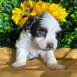 Neo - Liver male Miniature Schnauzer puppy in Menifee, California from Moonshine’s Minis