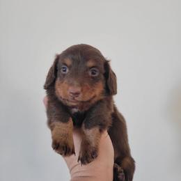 Chester - Chocolate and tan male Dachshund puppy in Moriarty, New Mexico from SW Doxie Hounds