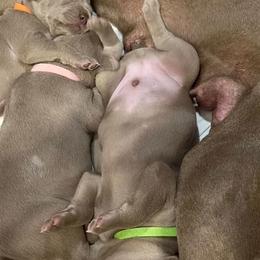 Weimaraners from Gentle soul Weimaraners