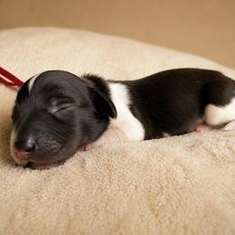 Red Collar - Piebald male Dachshund puppy in Crandall, Texas from The Weenie Hut LLC