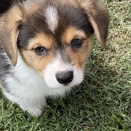 Pembroke Welsh Corgi Puppies from Kilgore’s Puppies of Greers Ferry Lake