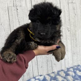 Trixie yellow - Black and red female German Shepherd puppy in Herrick, South Dakota from Dakota Shepherds Kennels