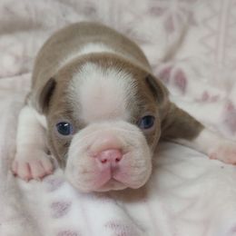 Biscuit - Seal and white male Boston Terrier puppy in Corning, California from SB Bostons