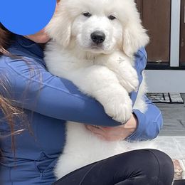 Blue Boy - Great Pyrenees puppy from Imac Great Pyrenees