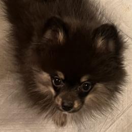 Nala - Black and tan female Pomeranian puppy in Brentwood, California from Royalpawpoms