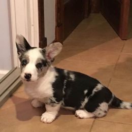 Cardigan Welsh Corgi Puppies from Rochar Cardigan Welsh Corgis