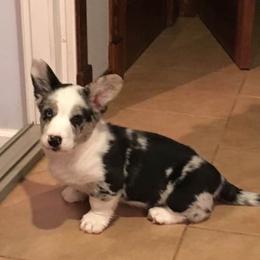 Cardigan Welsh Corgi Puppies from Rochar Cardigan Welsh Corgis