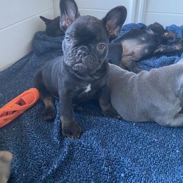 French Bulldog Puppies from Silver Spoon French Bulldogs