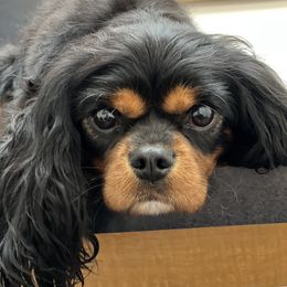 Macy - Cavalier King Charles Spaniel