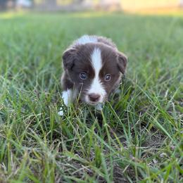 Umbreon - Chocolate male Border Collie puppy in Hephzibah, Georgia from Astoria Border Collies