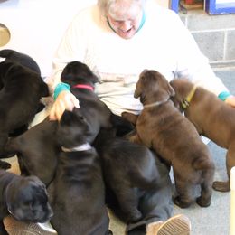 Labrador Retriever Puppies from Jody Parisi's Dunluce Labrador Retrievers
