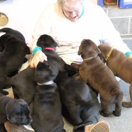 Labrador Retriever Puppies from Jody Parisi's Dunluce Labrador Retrievers