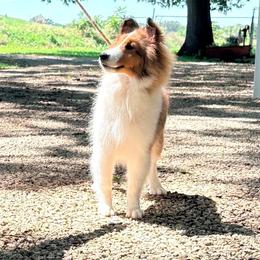 Sheila - Sable and white female Shetland Sheepdog puppy in Hutchinson, Kansas from Balyntine’s Shetland Sheepdogs