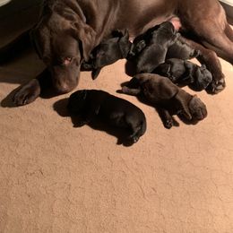 Labrador Retriever Puppies from Red Brush Labs