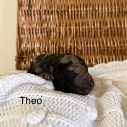 Theo - Merle male Bernedoodle puppy in Fallon, Nevada from Wild Roots Doodles