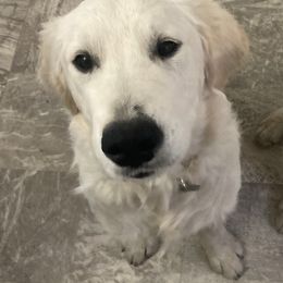 Boy 2 Blue (Sirius) - Light golden Golden Retriever puppy in Pacheco, California from One Thousand Tails