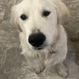 Boy 2 Blue (Sirius) - Light golden Golden Retriever puppy in Pacheco, California from One Thousand Tails