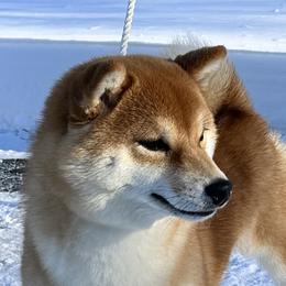 Pebbles - Shiba Inu