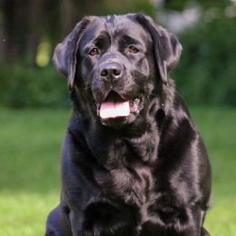 Lilo - Labrador Retriever