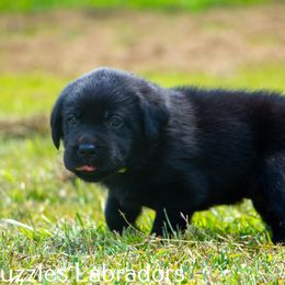 Labrador Retriever Puppies from Puzzles Labradors